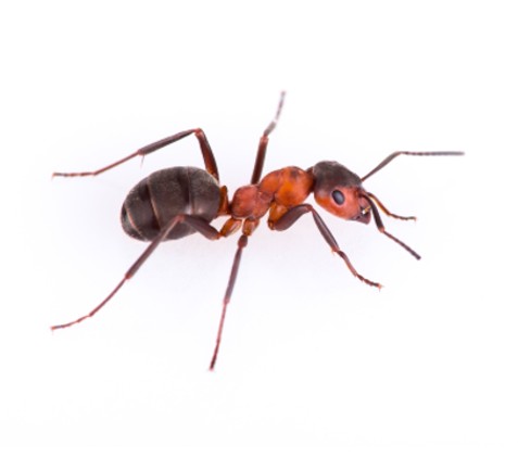 ant removal mansfield