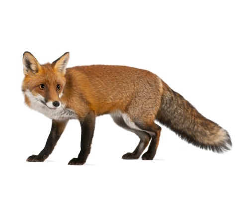 fox removal