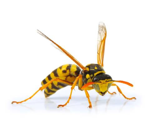 wasp removal 2
